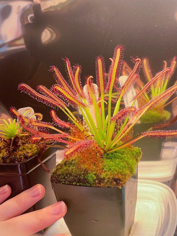 A photo of a Cape Sundew (Drosera capensis) in a pot under a grow light.