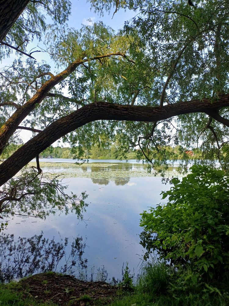 Ein Teich in mitten von Bäumen. Der blaue Himmel spiegelt sich im Wasser und auf dem Wasser blühen Wasserpflanzen. Die Bäume sind grün und am Uferrand wächst Gras. 
