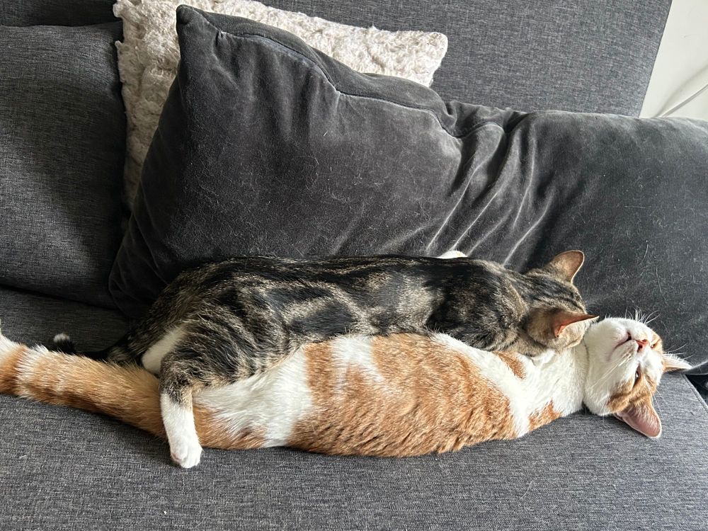 Jaq's two kittens. The smaller tabby is fully outstretched on top of the larger red and white kitten.