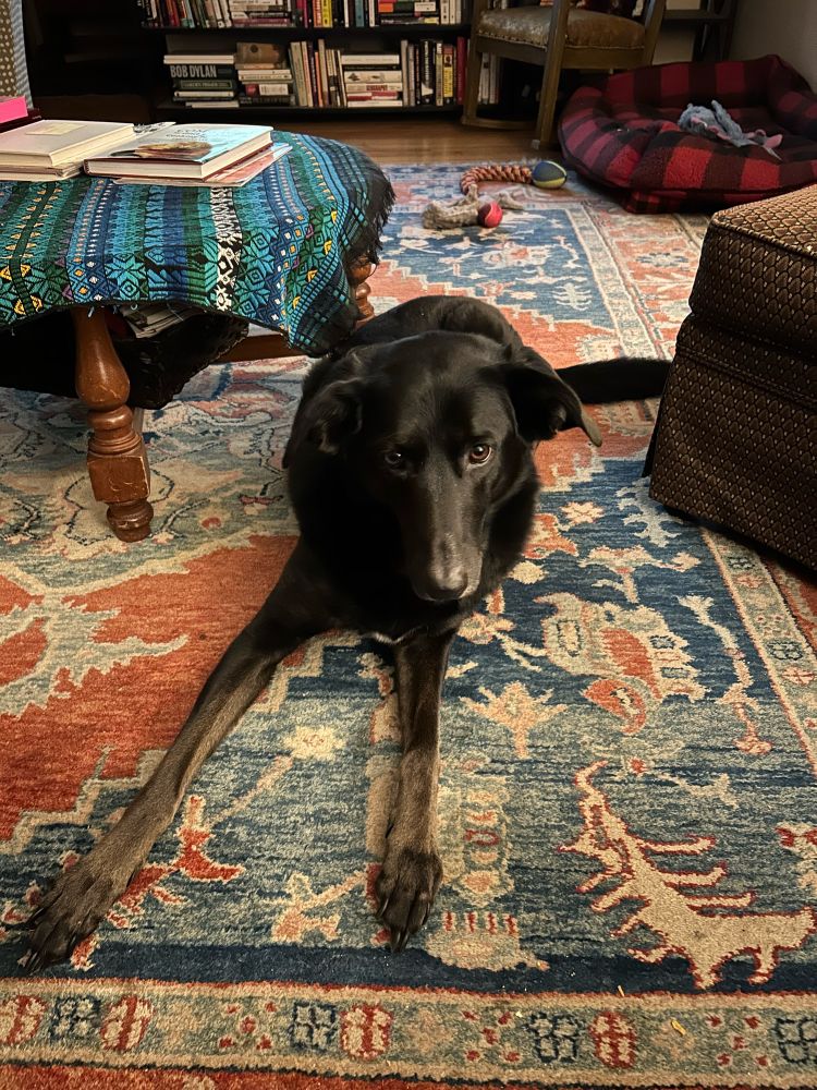 Black dog with long forelegs looking directly into the camera laying on an orange and blue rug 
