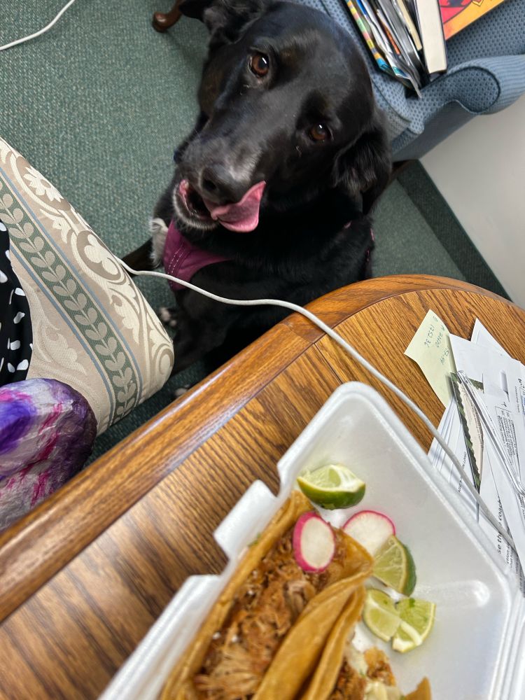 Photo of black dog licking their mouth as they look at a carry out box of chorizo tacos with sliced radishes and lime wedges 