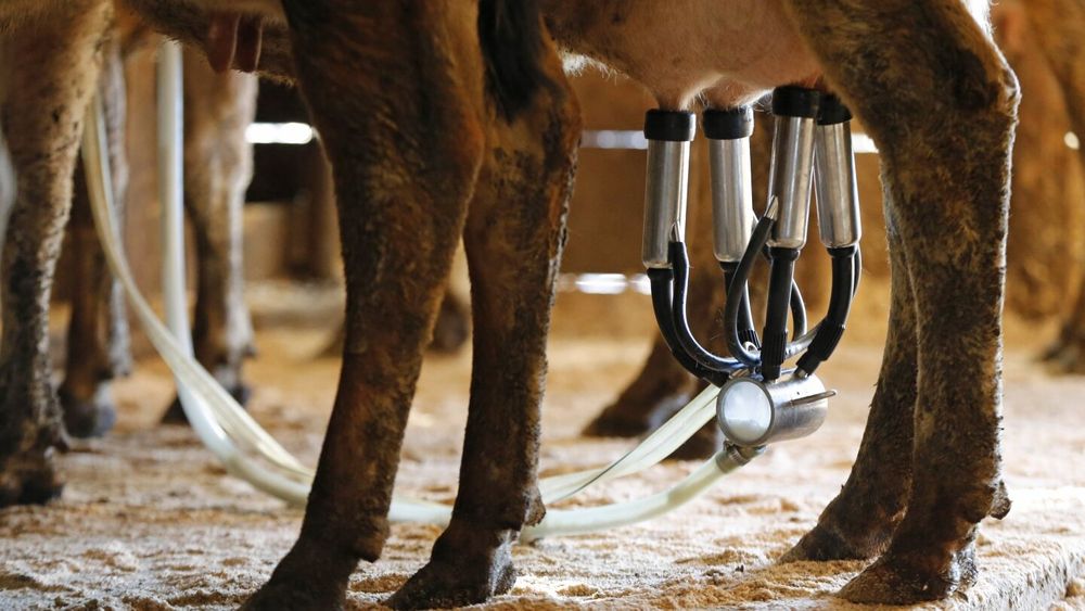 Public health officials in Florida are reporting 21 cases of campylobacter and E. coli infections linked to drinking raw milk, all from the same farm.