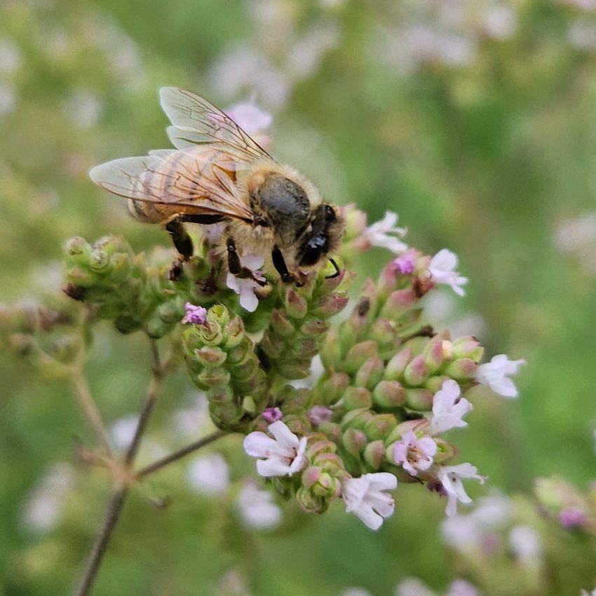 Honeybee on oregano flower in our back yard