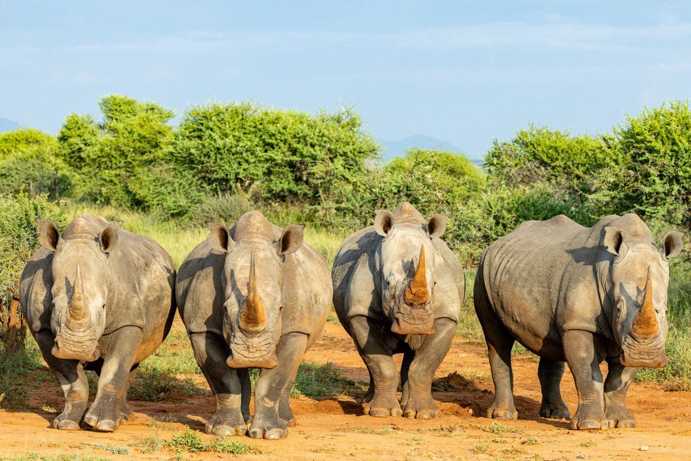 Four white rhinos