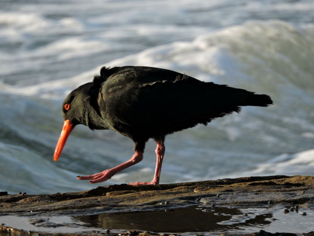 Seabird with black plumage, red bill &  circle round eye, reddish legs & feet. It is taking a step on a rock platform beside the windblown sea. Feathers are ruffled.