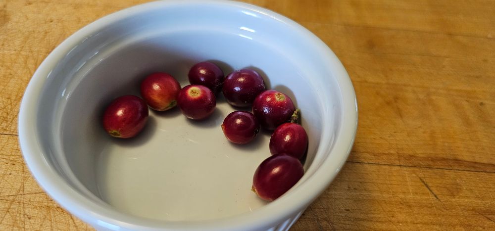 Coffee berries