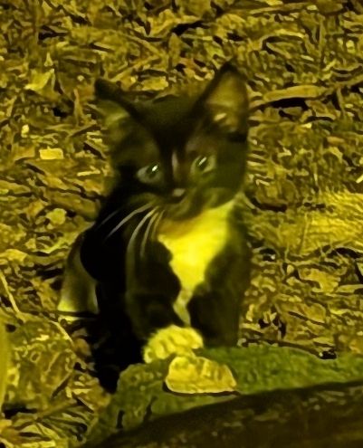 Slightly blurry, yellow-tinged photo of the cutest black and white kitten giving me 