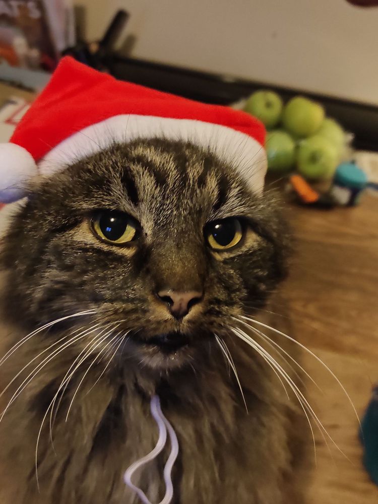 A grey and brown fluffy cat in a Santa hat, with an enigmatic smile