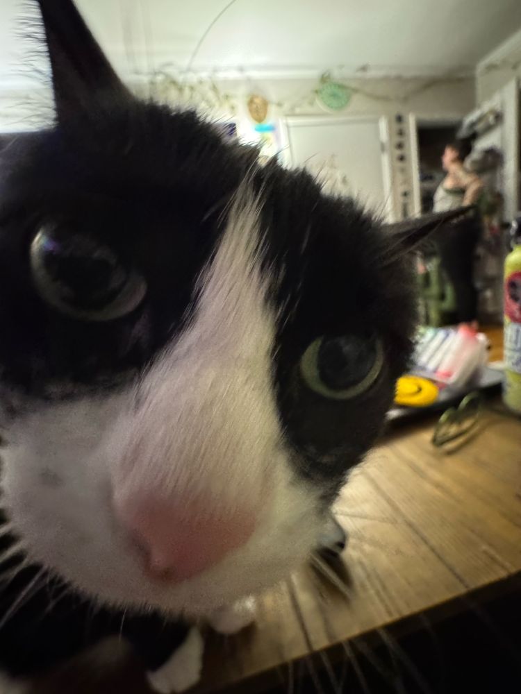 A beautiful cat very very very close up