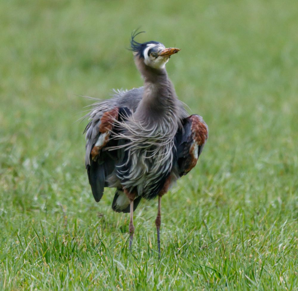 A great blue heron standing in a grassy field is shaking its head, neck and wings to organize and straighten its feathers