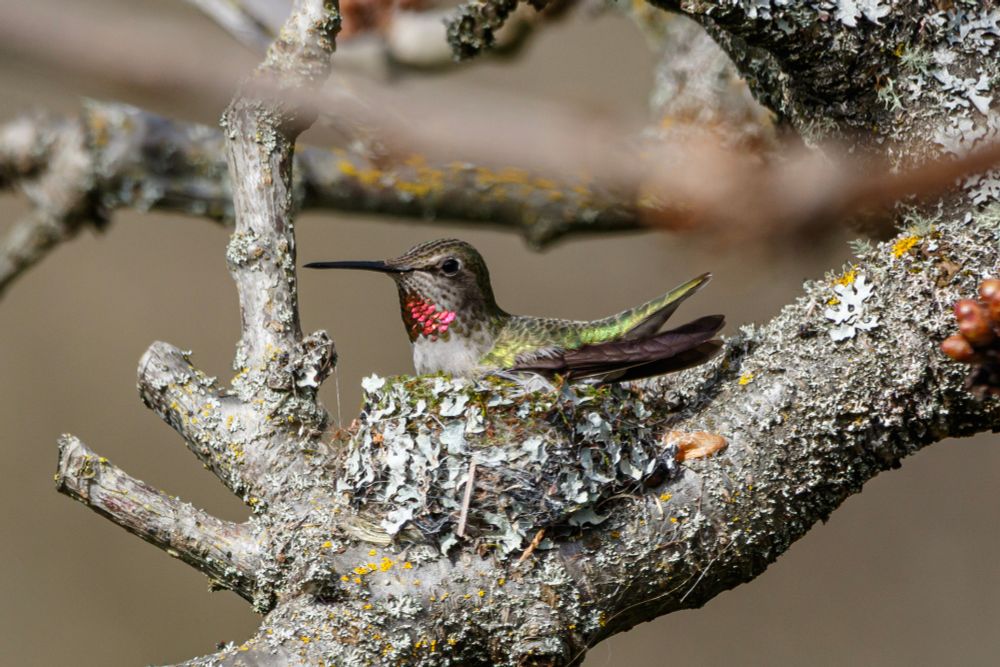 A female Anna's hummingbird sits on a tiny nest in the crook of some cherry tree branches