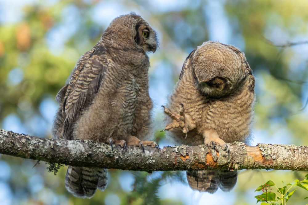 A pair of great horned owlets sitting on a fir tree branch enjoying the afternoon sun while comparing their awesome talons