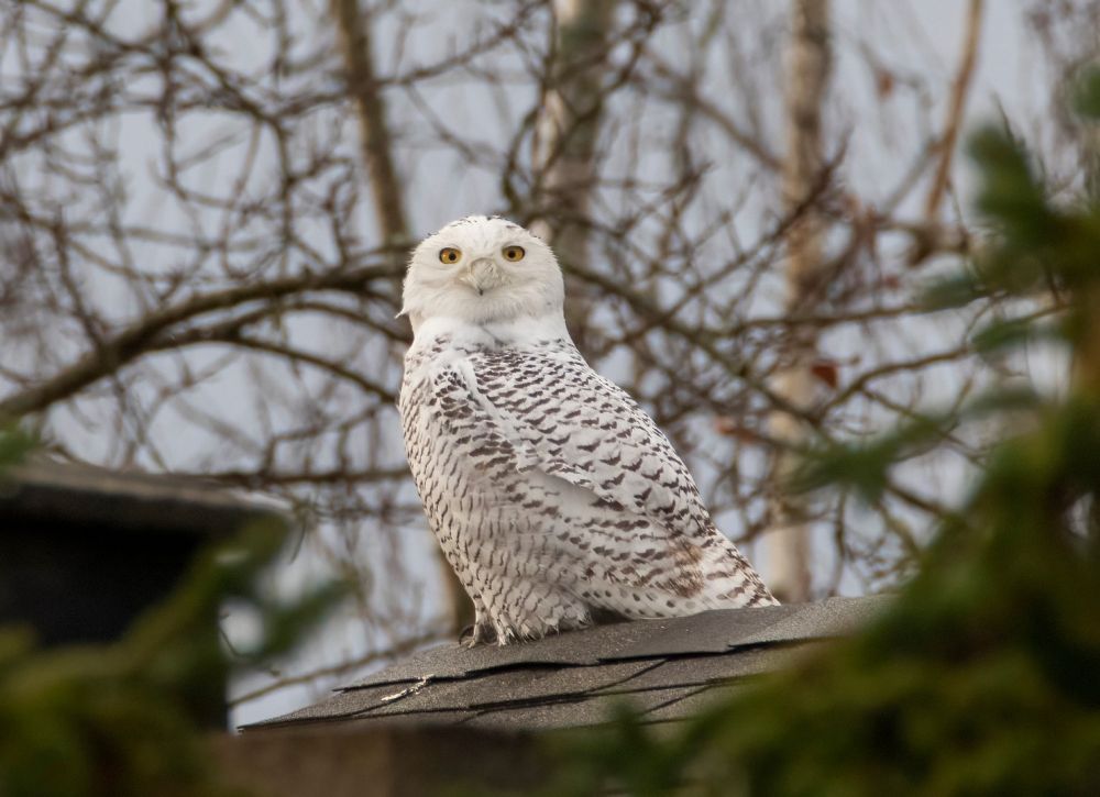 A snowy owl sites on a rooftop in Sidney, BC