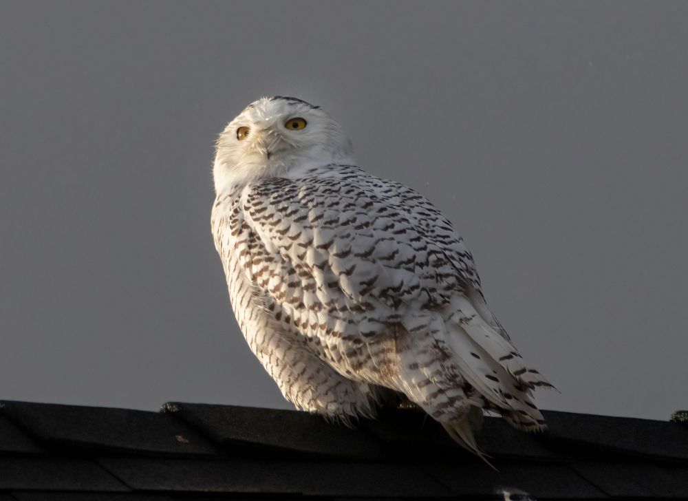 A snowy owl sits on a rooftop in the early morning sun in Sidney, BC