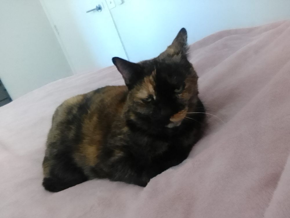Ex-prison mottled cat being itself, a creature, upon pink blankets.