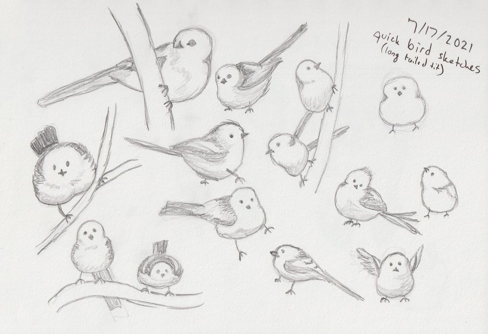 A page of long tailed tit (the bird) sketches, 
Pencil sketches done in 2021
- Wryaves art
