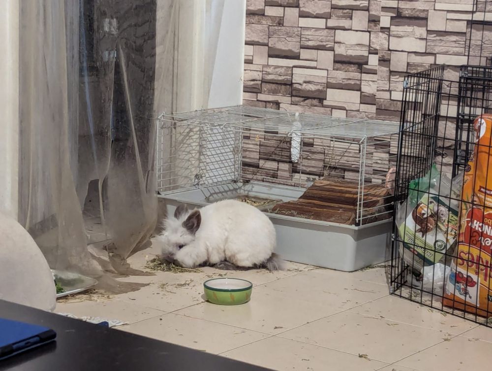 אני, פופיק בן ארנביאל, אוכל אספסת על הרצפה, שבהחלט לא טינפתי בהמון פירורי אספסת.