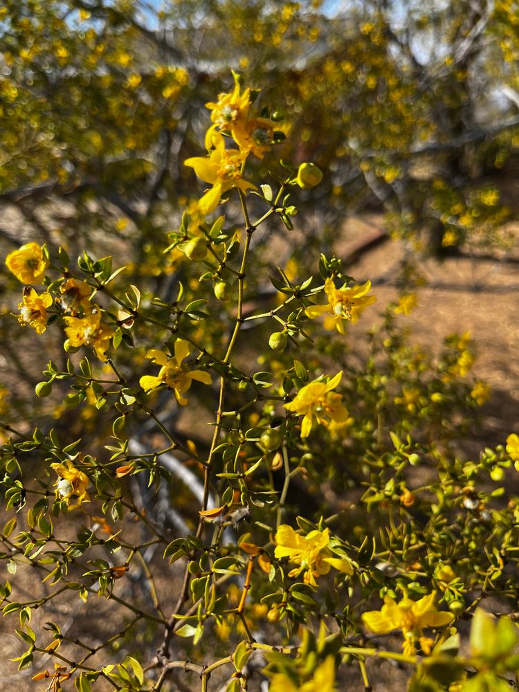Larrea tridentata (Cresote bush) with yellow flowers