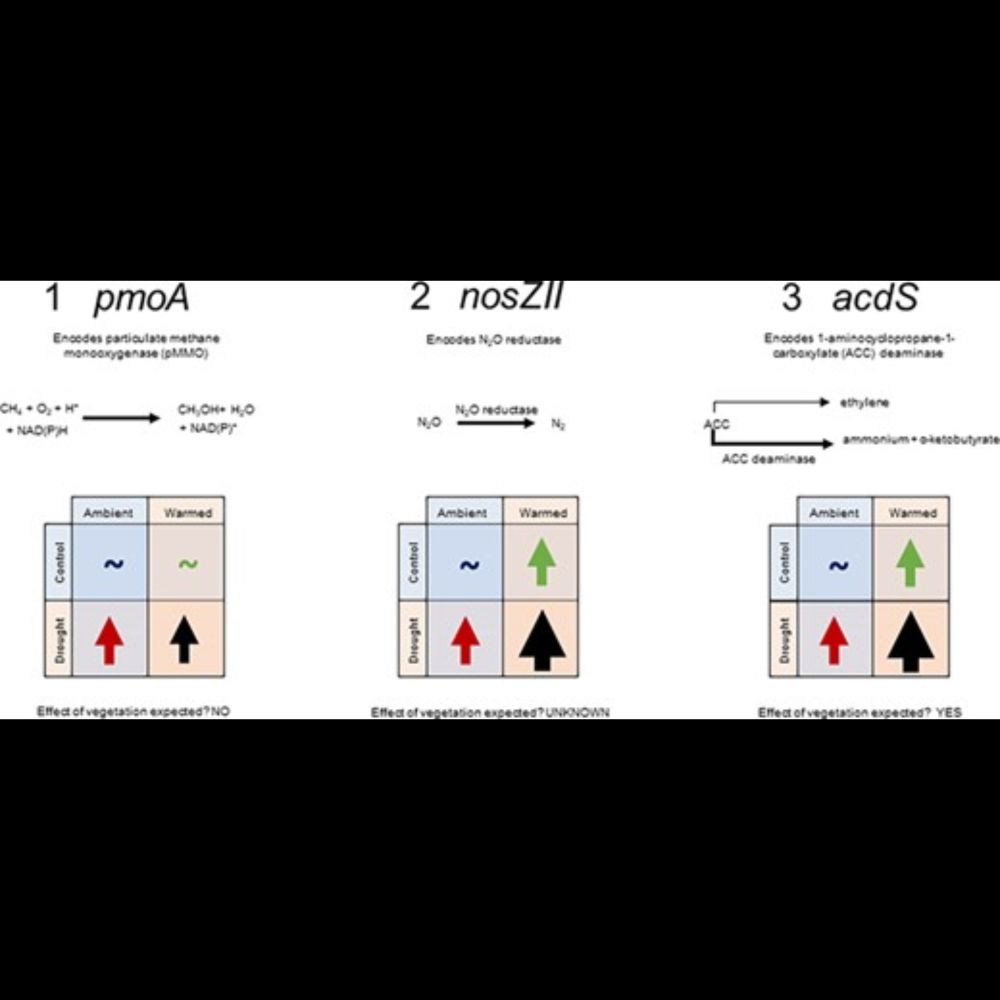 Vegetation type, not the legacy of warming, modifies the response of microbial functional genes and ...