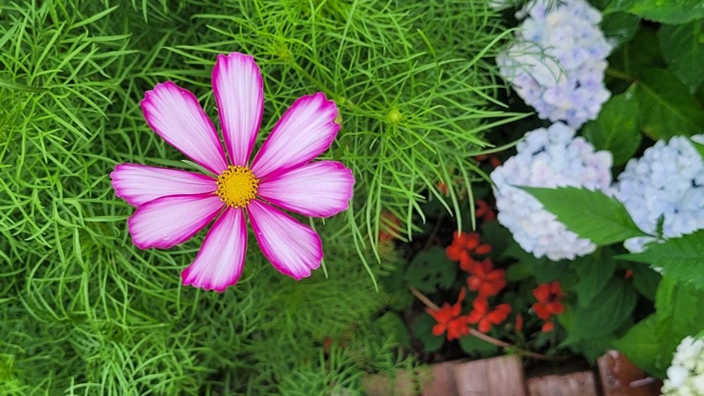 Pink flower with green foliage (Cosmos) next to white hydrangea flowers.