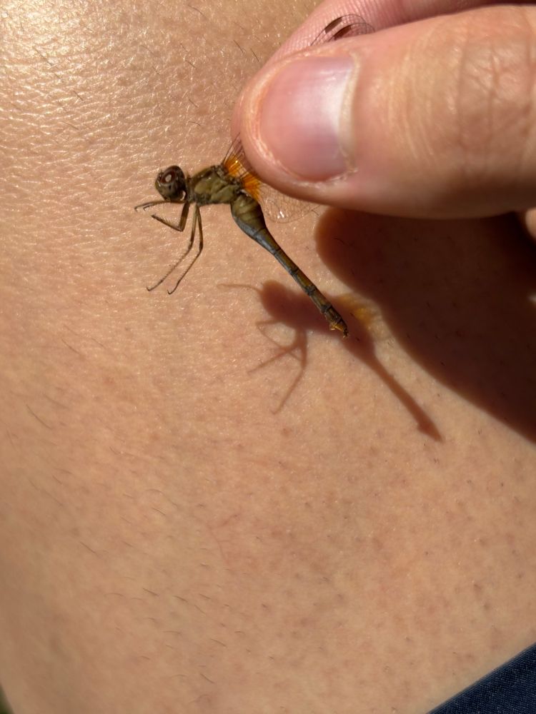 A dragonfly held by the wings. The dragonfly is mostly a sickly brown color with deep red eyes and a partly gray abdomen. What can be seen of the wings is a vivid orange.