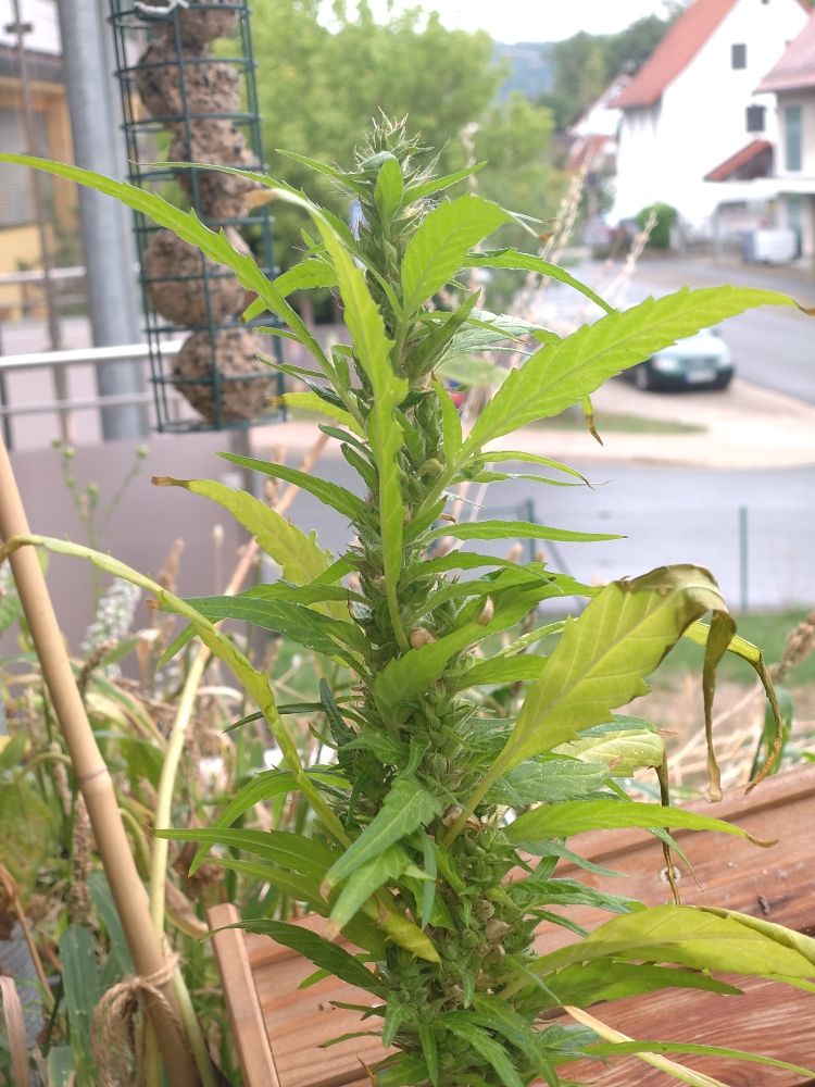 Hanfpflanze in einem Blumenkasten, unten im Bild ist das Dach eines Futterhäuschens zu sehen. 
