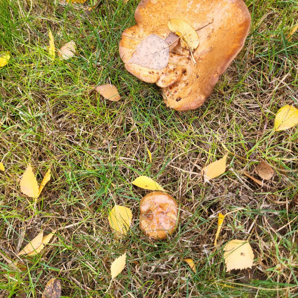 One large, misshapen thick, brown mushroom and a much smaller one next to it