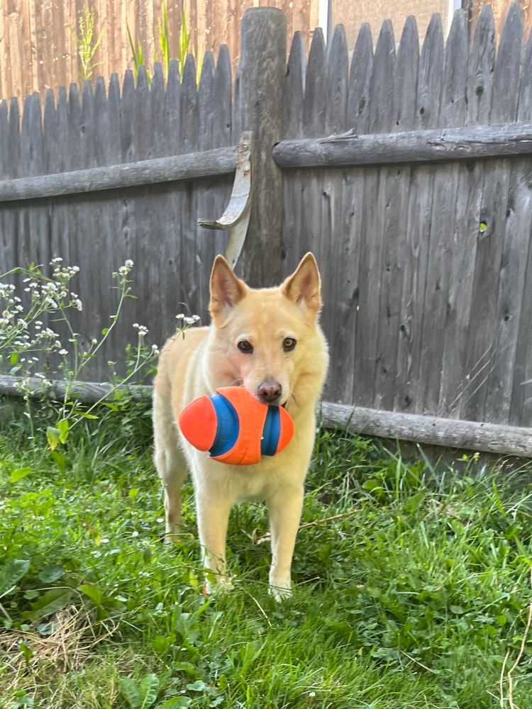 Bento (dog) with ball in front of fence. 