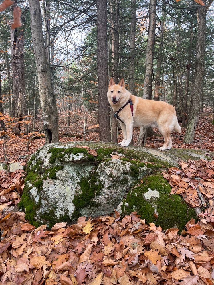 Bento (dog) on moss covered rock in woods with fallen leaves on the ground