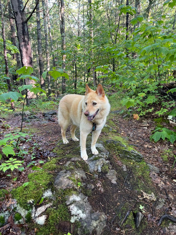 Bento (dog) in woods.