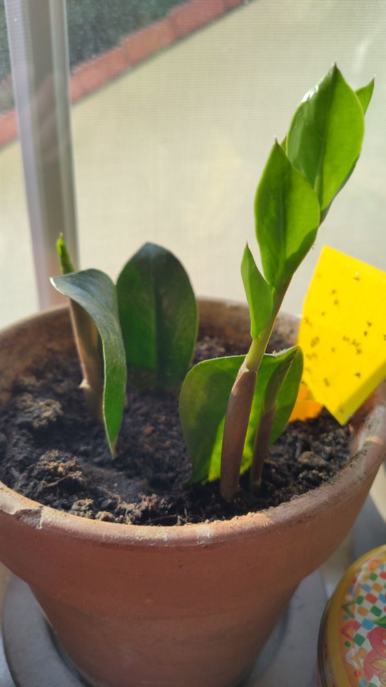 Blumentopf mit drei Blattstecklingen der Glücksfeder. Bei zweien davon sieht man den frischen Austrieb.