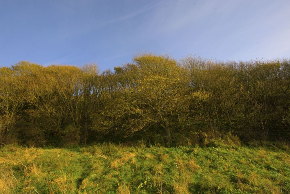 sky, trees and grass in three horizontal bands, winter sunlit, with the colour turned up