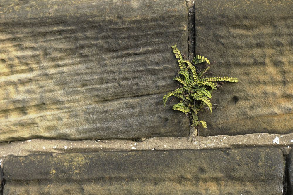A tentacular fern growing in a wall crevice