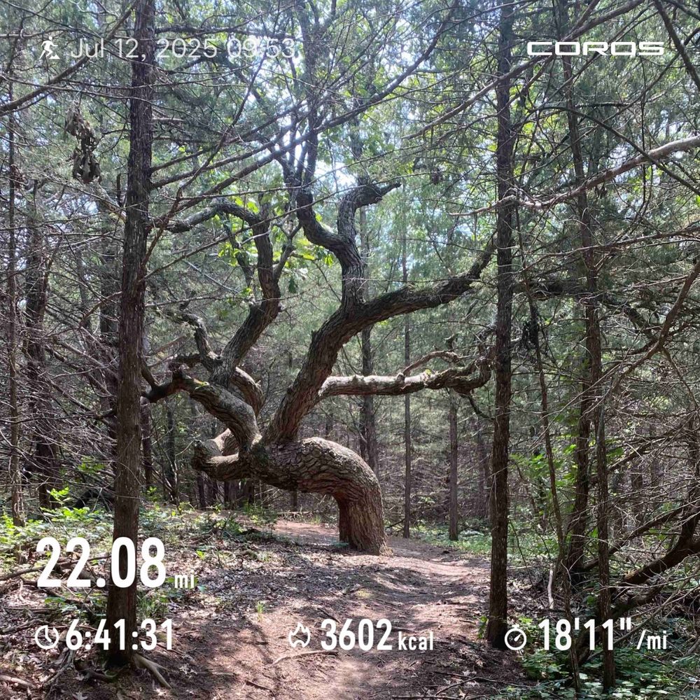 Tree gone wild. 