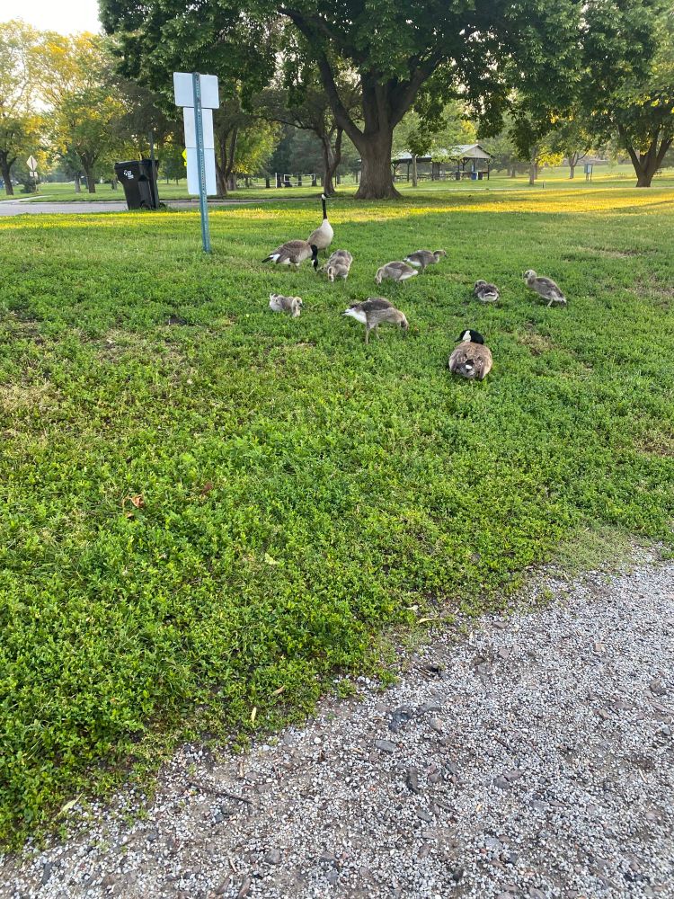 Geese & goslings