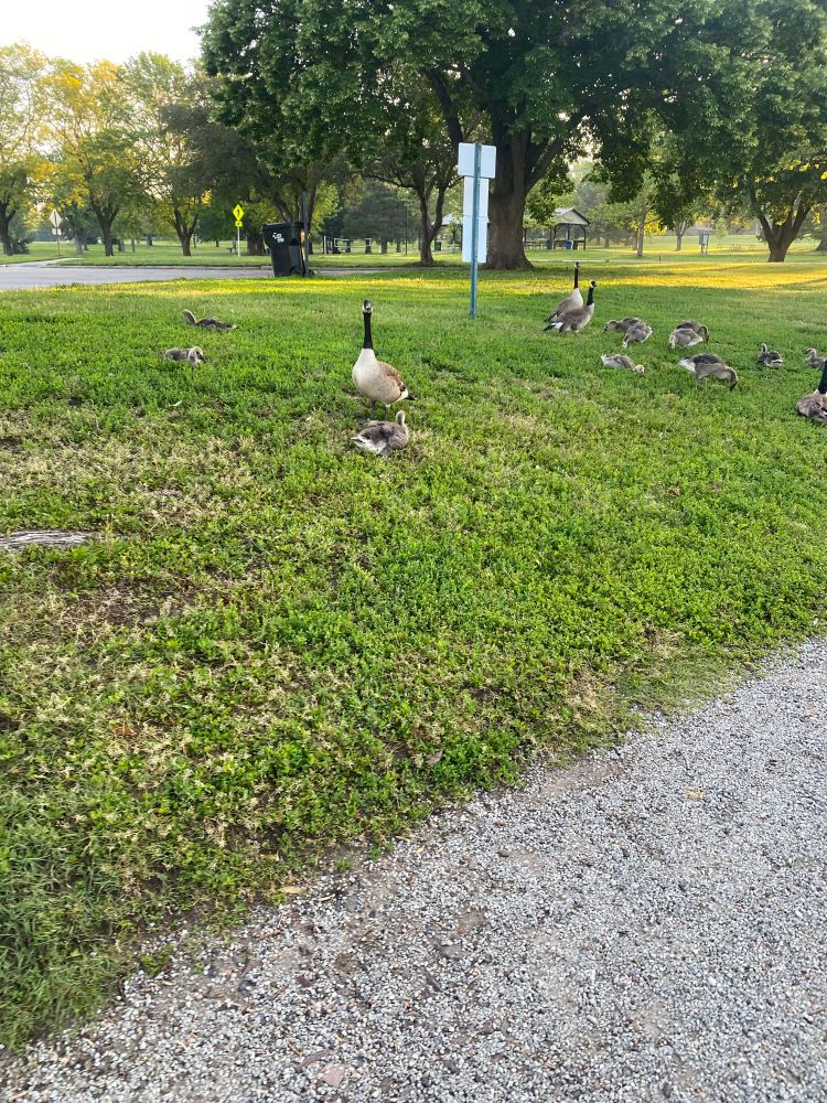Geese & goslings
