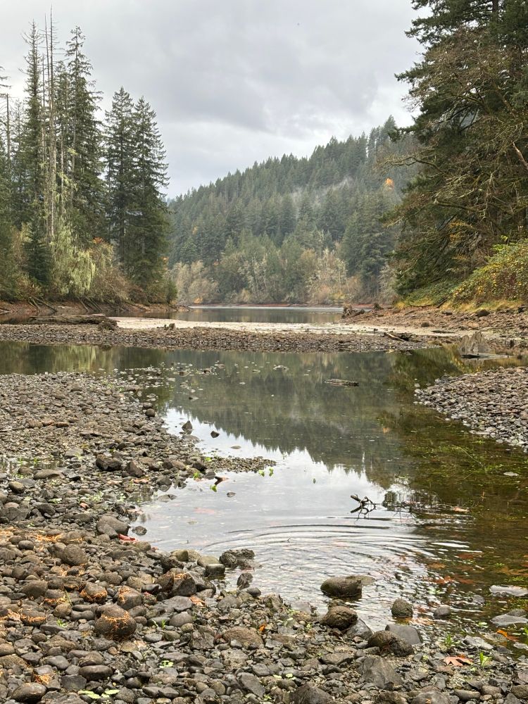 Little spit of river heading into larger lake area. surrounded by high redwoods and firs. Gray skies, but lots of green