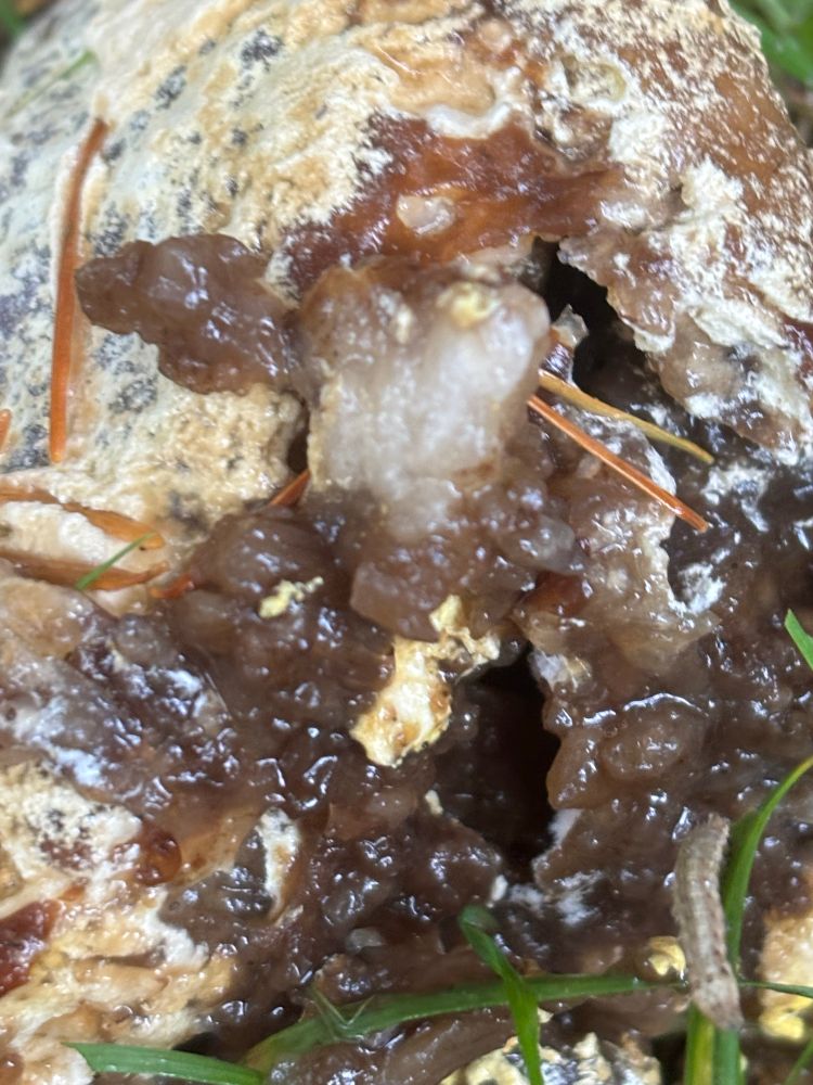 Very wet bits of brown goo emerging from pale yellow large egg-like structure. 