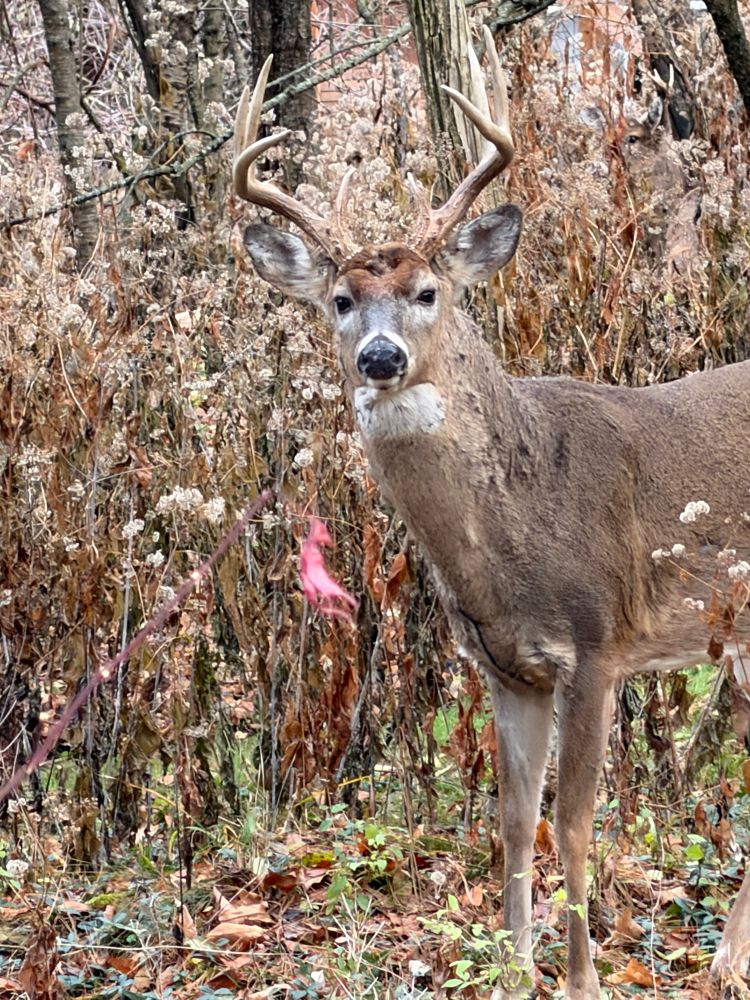 When you see this, post a photo from your gallery to describe your mental health: a buck in our backyard looking at us like we’re suspicious. Ann Arbor.