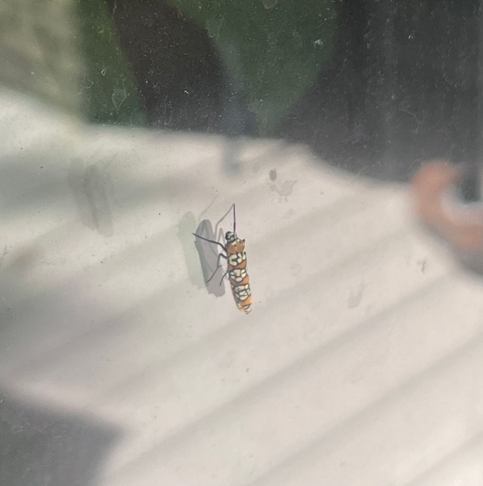 Black & yellow worm on our sliding glass door in Ann Arbor—it will be a moth one day!