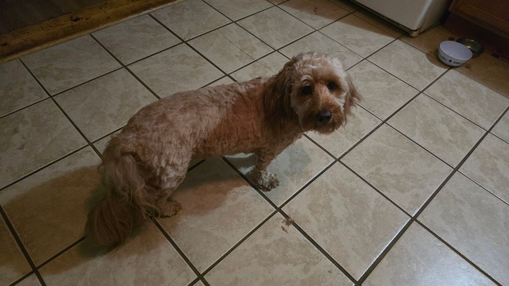 The same doodle standing on a tile kitchen floor, except all of the fur on her body has been shaved apart from her tail and head