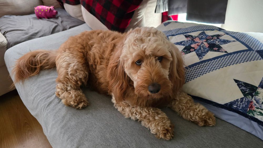 A very fluffy doodle laying on the edge of a couch 