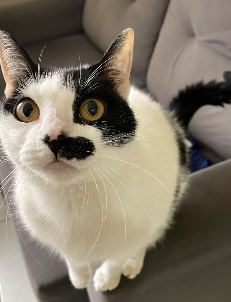 A white-fur with black spots cat (like a cow) named Lily