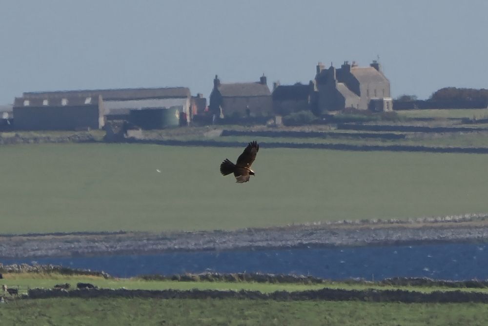 Ju ankle Marsh Hardier circling over the Loch of Burness (with Loch Saintear in the background) against a green hillside with a large farm on the top of the hill. Westray, Orkney Isles, 2 September 2025. 