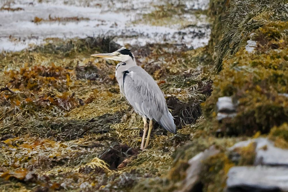 Grey Heron, Westray, Orkney Isles, October 2025