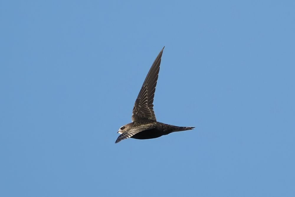 Juvenile Common Swift, Westray, Orkney Isles, 6 September 2025