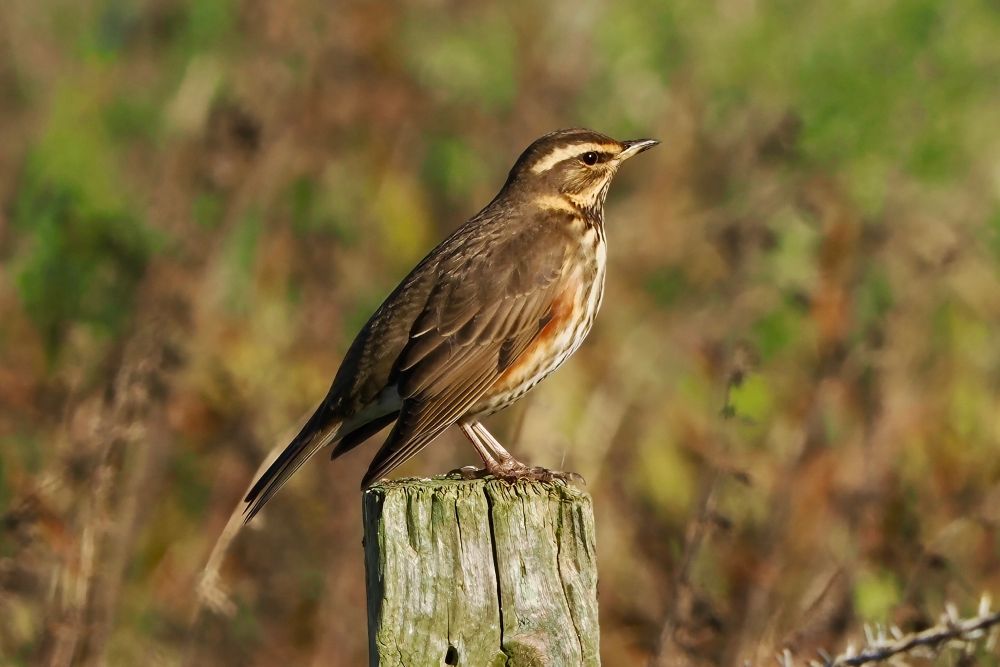 Redwing, Westray, Orkney Isles, 7 October 2025