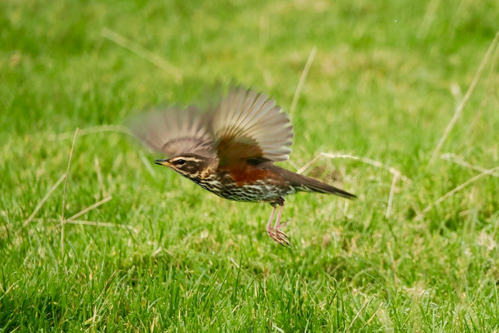 Redwing in flight, Westray, Orkney Isles, October 2025