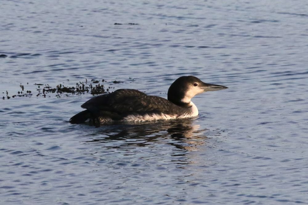 Immature Great Northern Diver, Bay of Pierowall, Westray, Orkney Isles, January 2025.