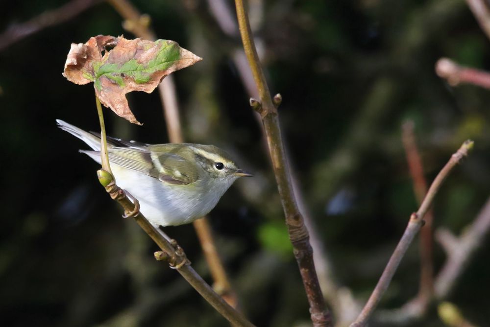 Yellow-browed Warbler, Westray, Orkney Isles, 3 October 2024